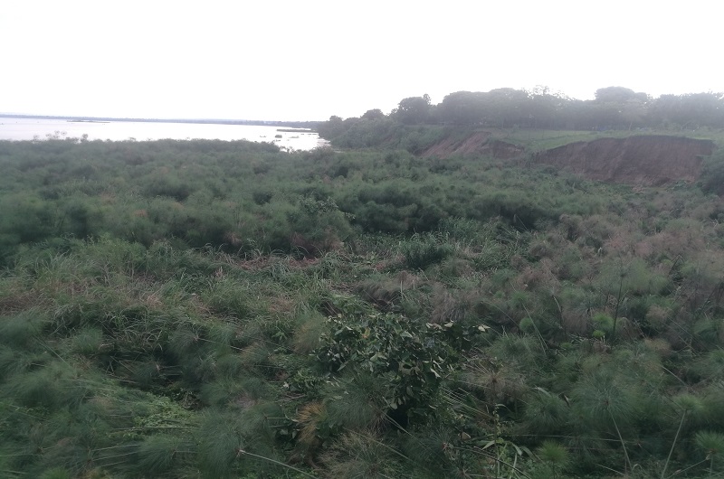 The floating weeds threatening the collapse of Pakwach bridge. Photo Credit_ Andrew Cohen Amvesi