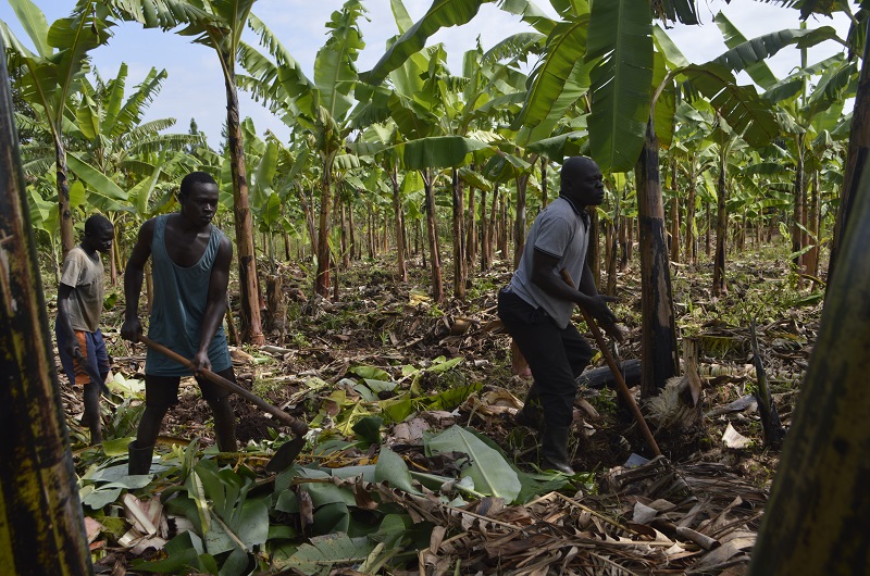 Ondoma (R) is joined by his children_ Yiki and his follower in prunning and mulching their farm. Photo Credit  Andrew Cohen Amvesi