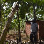 How Banana Farmer Is Reaping From Mulching In Logiri Sub-County