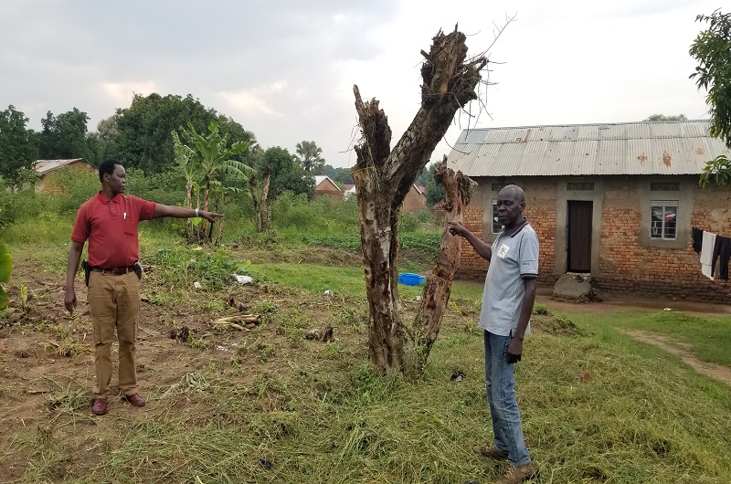Afayo (L) and Arua showing one of the tree stumps standing at the boundary of his land and that of the Diocese on Monday