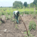 Lina Oguzuyo giving support to her tomatoe plants in Ocea village in Rhino camp refugee settlement Photo by Josephine Osandru Mawua