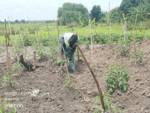 Lina Oguzuyo giving support to her tomatoe plants in Ocea village in Rhino camp refugee settlement Photo by Josephine Osandru Mawua
