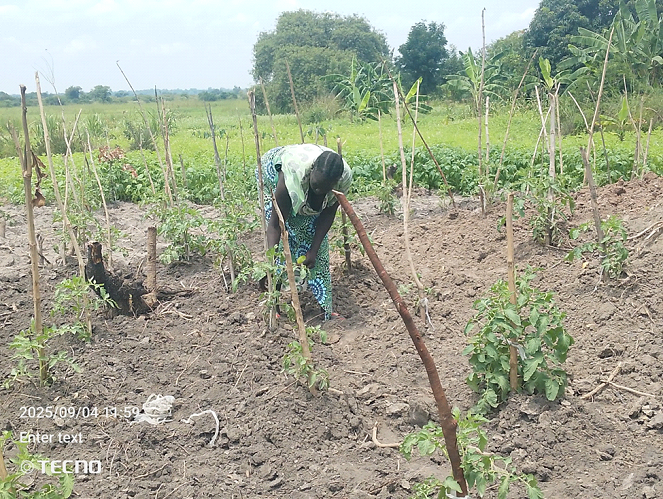 Lina Oguzuyo giving support to her tomatoe plants in Ocea village in Rhino camp refugee settlement Photo by Josephine Osandru Mawua