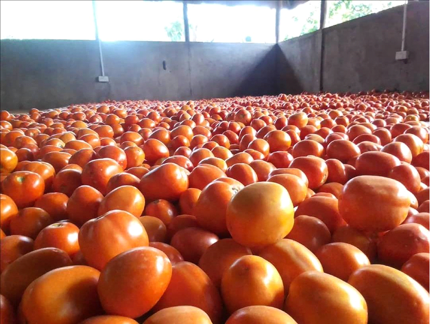 Ready Tomatoes in store of Innovative and Creative farmers group in Ongurua village, Rhino camp refugee settlement. Photo by Josephine Osandru Mawua