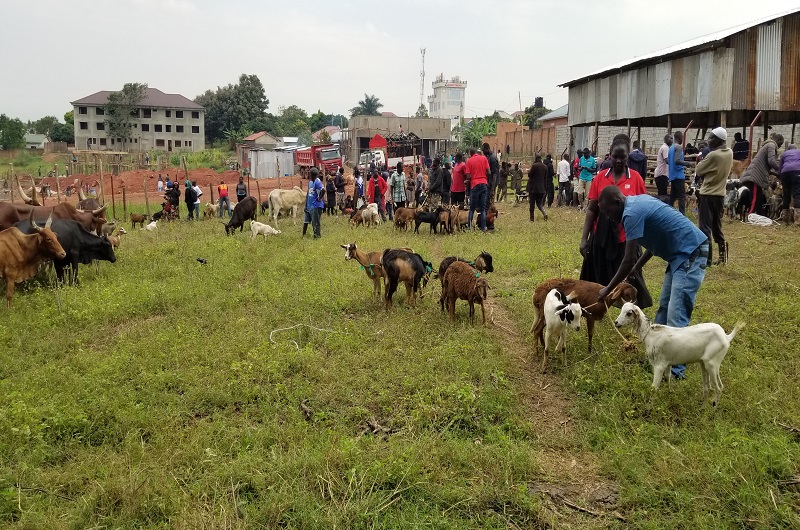 The newly opened livestock market at Carnegie A1 community market. Photo Credit, Andrew Cohen Amvesi