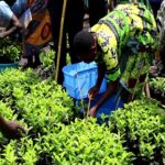 Frustration as Nebbi Farmers Miss Out on Coffee Seedlings