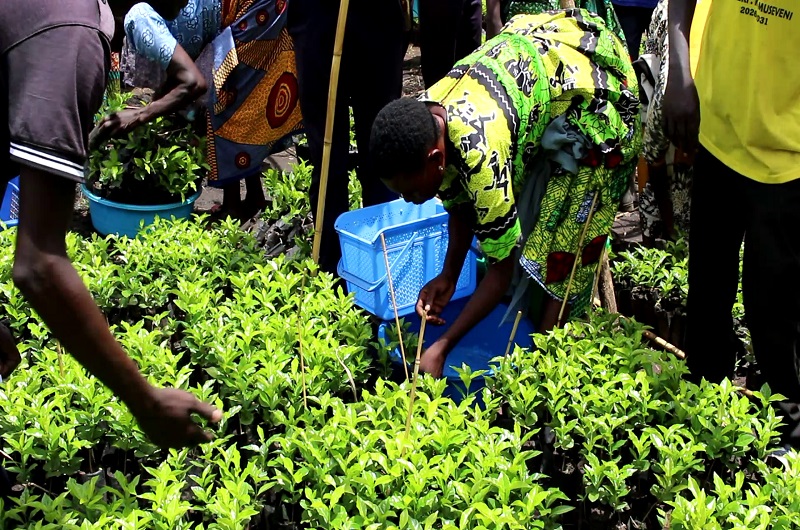 Locals begin to pick coffee seedlings into their basins in Okemu East village Otego sub county. Photo Credit; Clement Aluma
