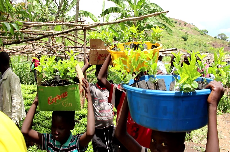 Young girls taking their share of coffee seedlings to the garden. Photo Credit; Clement Aluma
