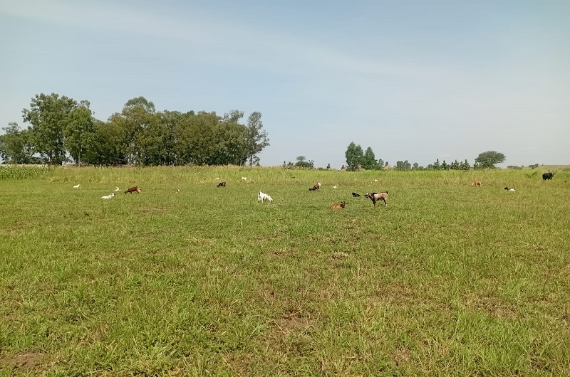 Some of the goats belonging to the West Nile Livestock traders being grazed in Nwoya