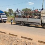 Traders count losses as UPDF blocks livestock entry into West Nile over Ebola threat