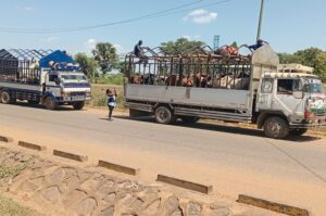 Trucks ferrying the surviving animals which which were impounded on June 3.