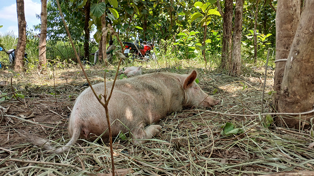 A pig resting under the shade of Thick tree in the questioned Onduparaka Livestock Market Photo by Matata Benzamin