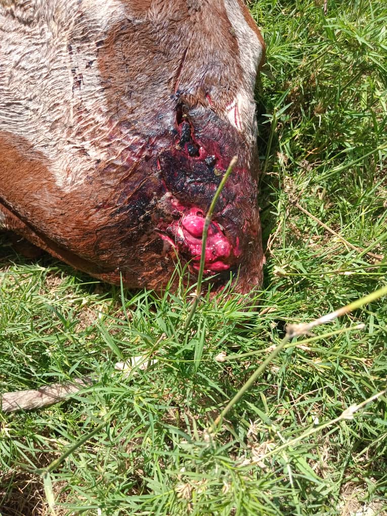 Cattle injured by unkown wild Animal in Olali Village in Olali Parish OgokoSub county