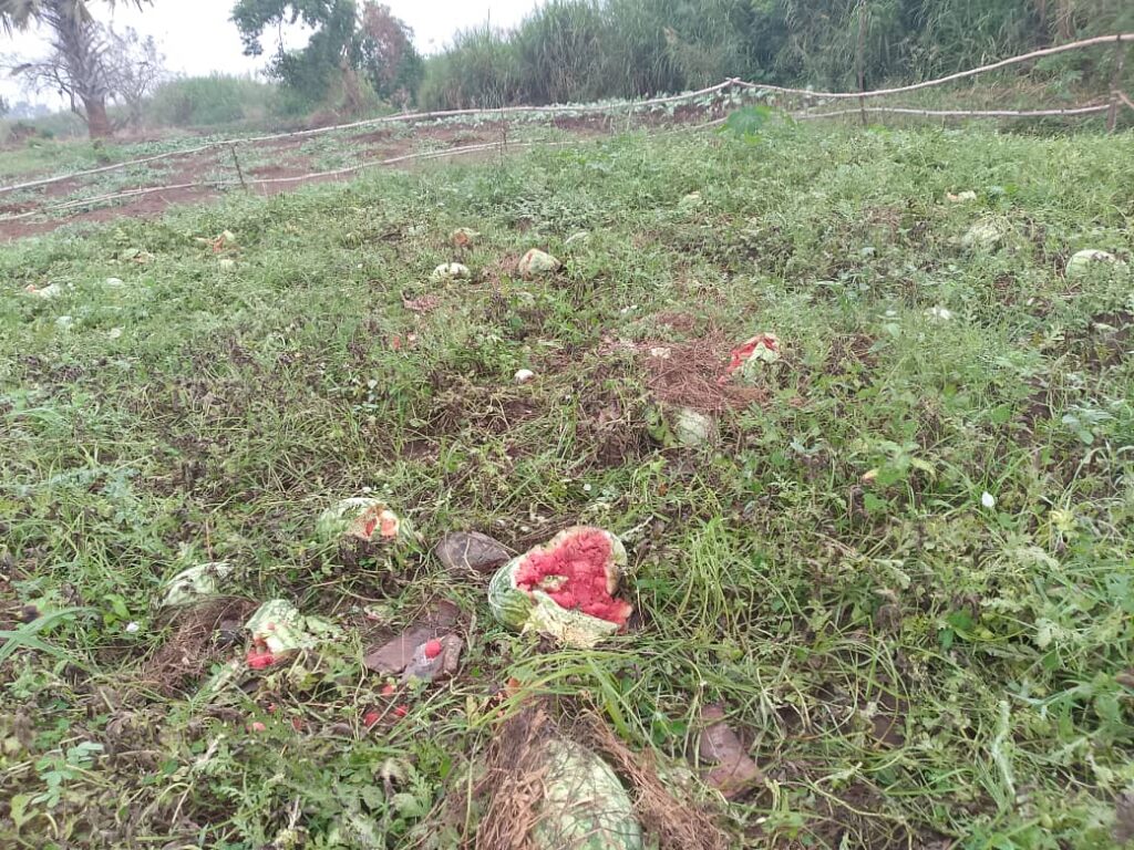 Field of Water melone destroyed by hipopotamus in Tanzania B cell AWUVU WARD IN Rhinocamp town council lMadi Okollo District