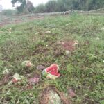 Madi Okollo Farmers Demand Action as Ajai Reserve Restocks