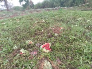 Field of Water melone destroyed by hipopotamus in Tanzania B cell AWUVU WARD IN Rhinocamp town council lMadi Okollo District
