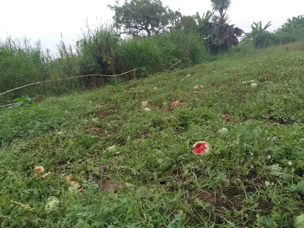Field of Water melone destroyed by hipopotamus in Tanzania B cell Awuvu Ward in Rhinocamp town council Madi Okollo District