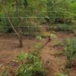 ARUA LAND ROW: Buyer accused of fencing off disputed land, denying locals access to crops